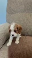 Jasmine, a female Cavalier King Charles Spaniel for sale in Thousand Oaks, CA – 2 of 4