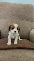 Carter, a male Cavalier King Charles Spaniel for sale in Thousand Oaks, CA – 2 of 3