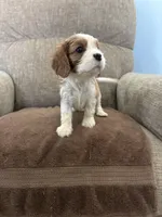 Jasmine, a female Cavalier King Charles Spaniel for sale in Thousand Oaks, CA – 3 of 4