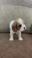 Rapunzel, a female Cavalier King Charles Spaniel for sale in Thousand Oaks, CA – 2 of 4