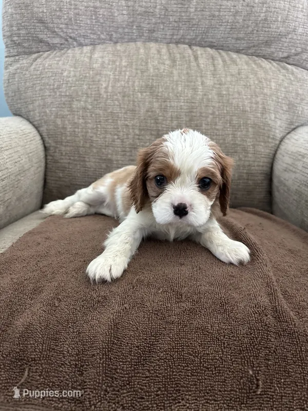 Snoopy – Cavalier King Charles Spaniel puppy for sale in Camarillo, CA