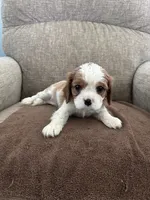 Snoopy, a male Cavalier King Charles Spaniel for sale in Camarillo, CA – 1 of 3