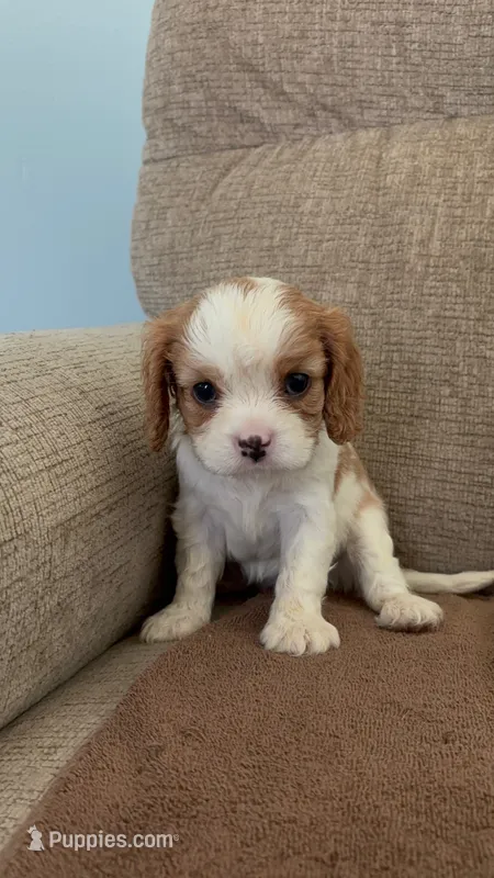 Snow White, a female Cavalier King Charles Spaniel for sale in Thousand Oaks, CA – 1 of 4