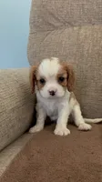 Snow White, a female Cavalier King Charles Spaniel for sale in Thousand Oaks, CA – 1 of 4