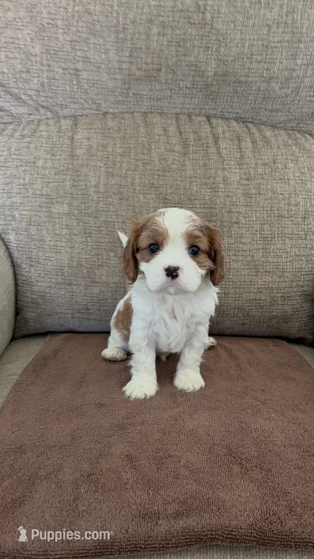 Carter – Cavalier King Charles Spaniel puppy for sale in Thousand Oaks, CA