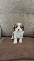 Carter, a male Cavalier King Charles Spaniel for sale in Thousand Oaks, CA – 1 of 3
