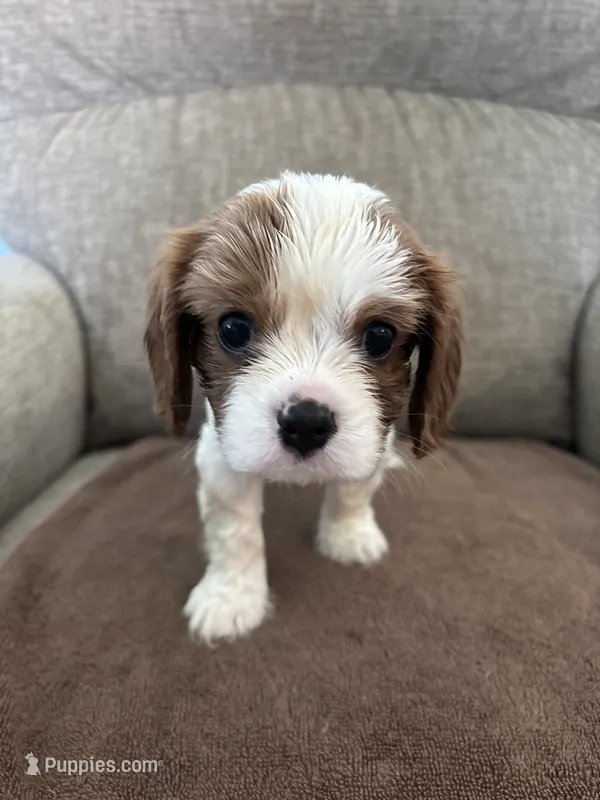 Duke – Cavalier King Charles Spaniel puppy for sale in Thousand Oaks, CA