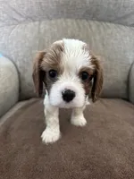 Duke, a male Cavalier King Charles Spaniel for sale in Thousand Oaks, CA – 1 of 2