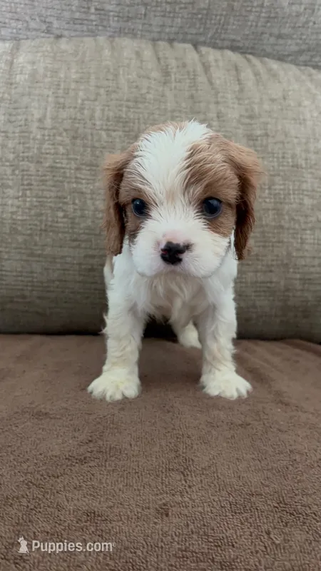 Rapunzel – Cavalier King Charles Spaniel puppy for sale in Thousand Oaks, CA