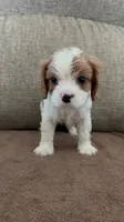 Rapunzel, a female Cavalier King Charles Spaniel for sale in Thousand Oaks, CA – 1 of 4
