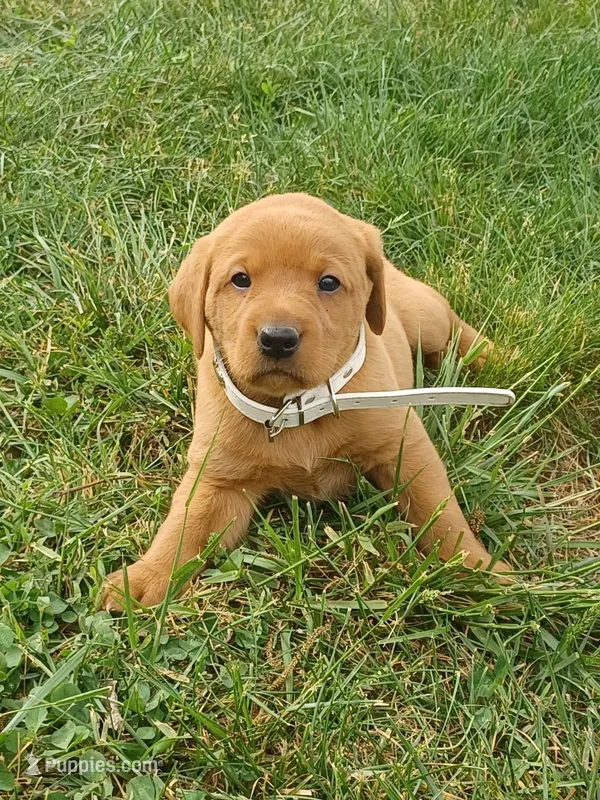 Fido – Labrador Retriever puppy for sale in Mc Gaheysville, VA