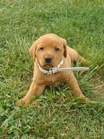 Fido, a male Labrador Retriever for sale in Mc Gaheysville, VA – 1 of 1