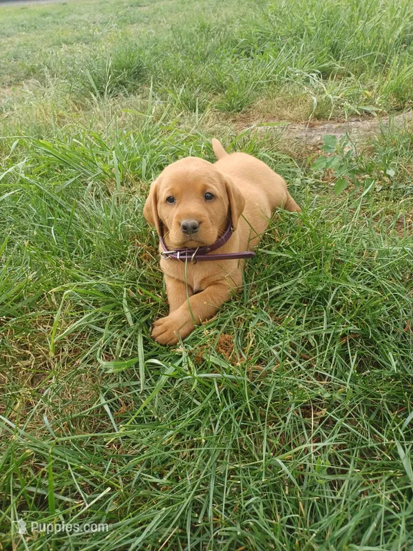 Frisky – Labrador Retriever puppy for sale in Mc Gaheysville, VA