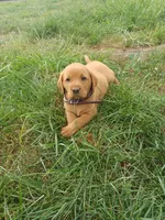 Frisky, a female Labrador Retriever for sale in Mc Gaheysville, VA – 1 of 1