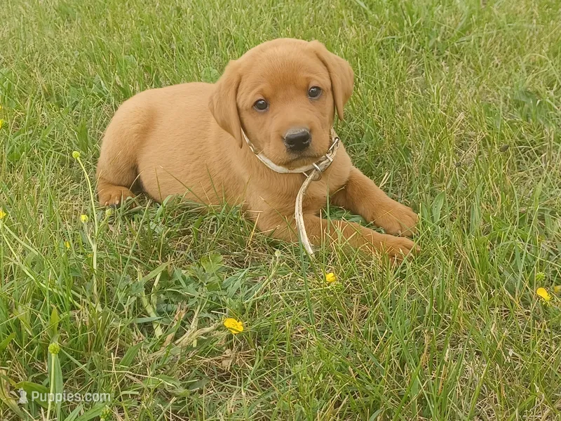 Fido – Labrador Retriever puppy for sale in Mc Gaheysville, VA