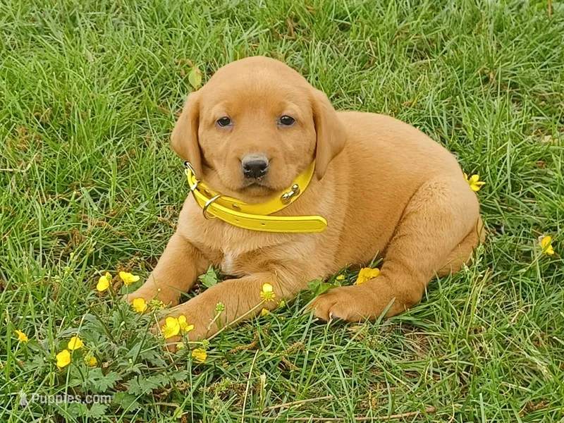 Flash – Labrador Retriever puppy for sale in Mc Gaheysville, VA