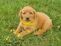 Flash, a female Labrador Retriever for sale in Mc Gaheysville, VA – 1 of 1