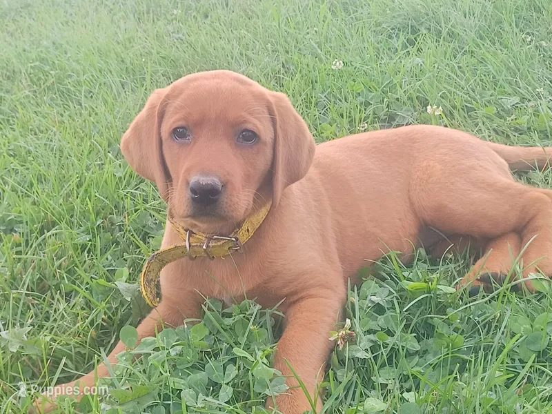 Flash – Labrador Retriever puppy for sale in Mc Gaheysville, VA