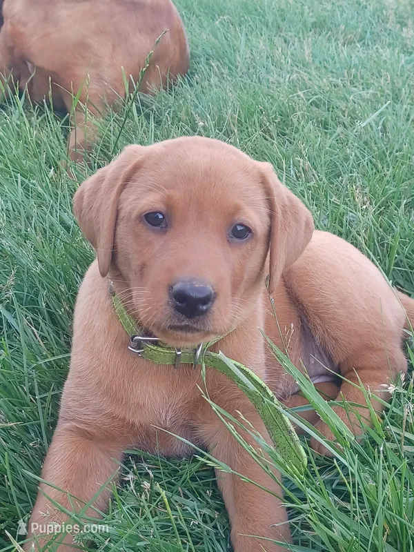 Fawn – Labrador Retriever puppy for sale in Mc Gaheysville, VA