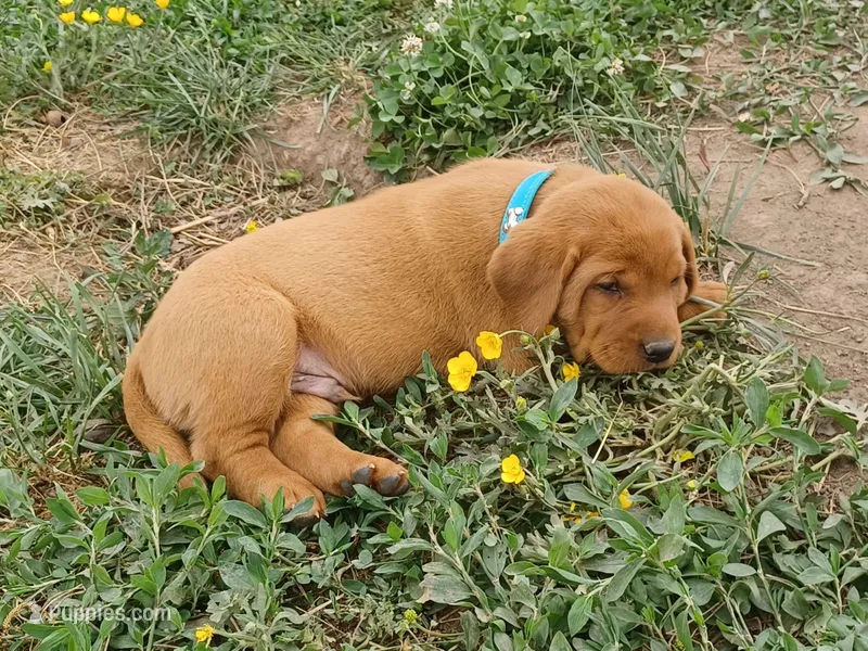 Farley – Labrador Retriever puppy for sale in Mc Gaheysville, VA