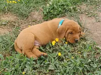 Farley, a male Labrador Retriever for sale in Mc Gaheysville, VA – 1 of 1