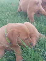 Fawn, a female Labrador Retriever for sale in Mc Gaheysville, VA – 2 of 2