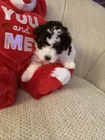 “ CUPCAKE “    Toy Poodle. ( Girl), a female Poodle - Toy  for sale in Lithia, FL – 3 of 6