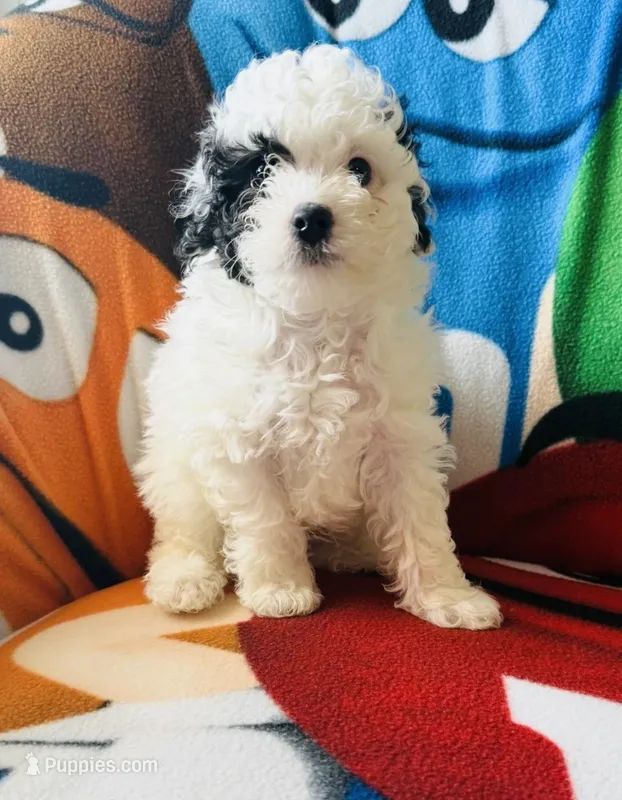 “Snoopy”     Toy Poodle  (Boy) – Poodle - Toy  puppy for sale in Lithia, FL