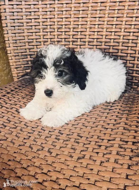 “ Spanky”     Toy Poodle (Boy) – Poodle - Toy  puppy for sale in Lithia, FL