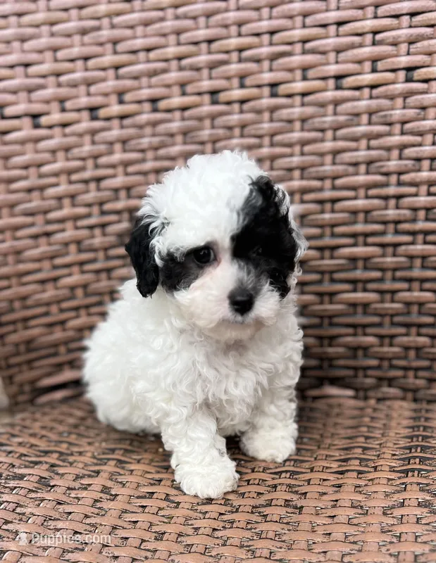 Sparky – Poodle - Toy  puppy for sale in Tampa, FL