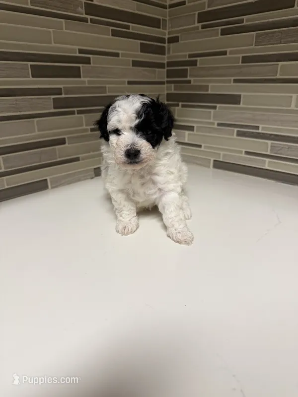 Leo – Yorkipoo puppy for sale in Tampa, FL