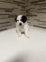 Leo, a male Yorkipoo for sale in Tampa, FL – 1 of 3