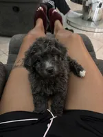 Milo, a male Yorkipoo for sale in Tampa, FL – 5 of 8