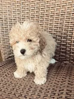 Teddy, a male Poodle - Toy  for sale in Lithia, FL – 5 of 7