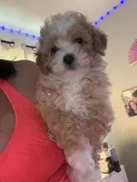 Tinka, a female Poodle - Toy  for sale in Tampa, FL – Photo 4 of 4