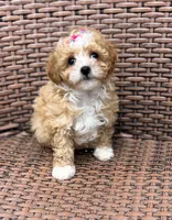 Tinka, a female Poodle - Toy  for sale in Tampa, FL – Photo 1 of 4