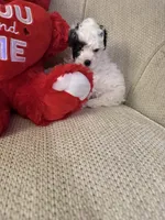 “Snoopy”     Toy Poodle  (Boy), a male Poodle - Toy  for sale in Lithia, FL – 3 of 3