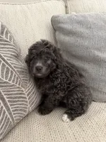 Milo, a male Yorkipoo for sale in Tampa, FL – 8 of 8
