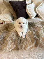 Chanel, a female Yorkipoo for sale in Tampa, FL – 4 of 4