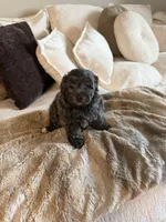 Bella, a female Yorkipoo for sale in Tampa, FL – 2 of 4