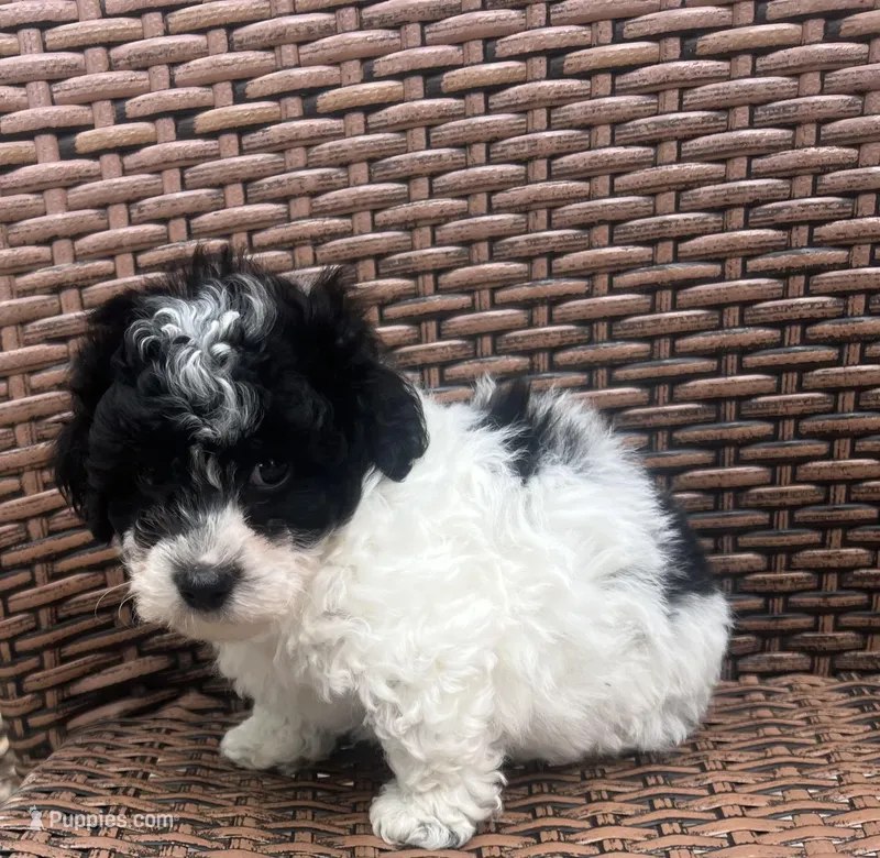 Marble – Poodle - Toy  puppy for sale in Tampa, FL