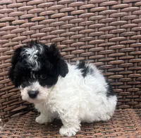 Marble, a male Poodle - Toy  for sale in Tampa, FL – Photo 1 of 4