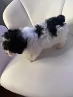 Marble, a male Poodle - Toy  for sale in Tampa, FL – Photo 3 of 4