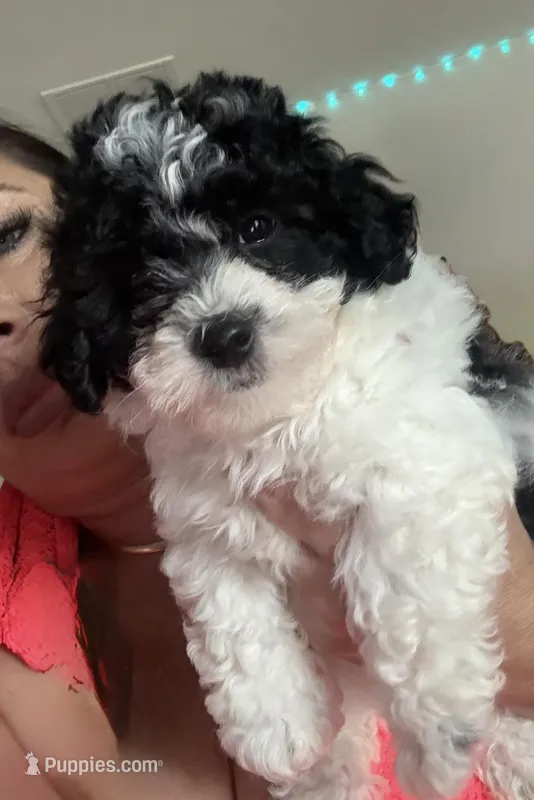 Marble – Poodle - Toy  puppy for sale in Tampa, FL