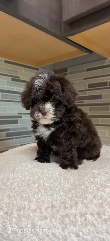 Coco – Yorkipoo puppy for sale in Tampa, FL