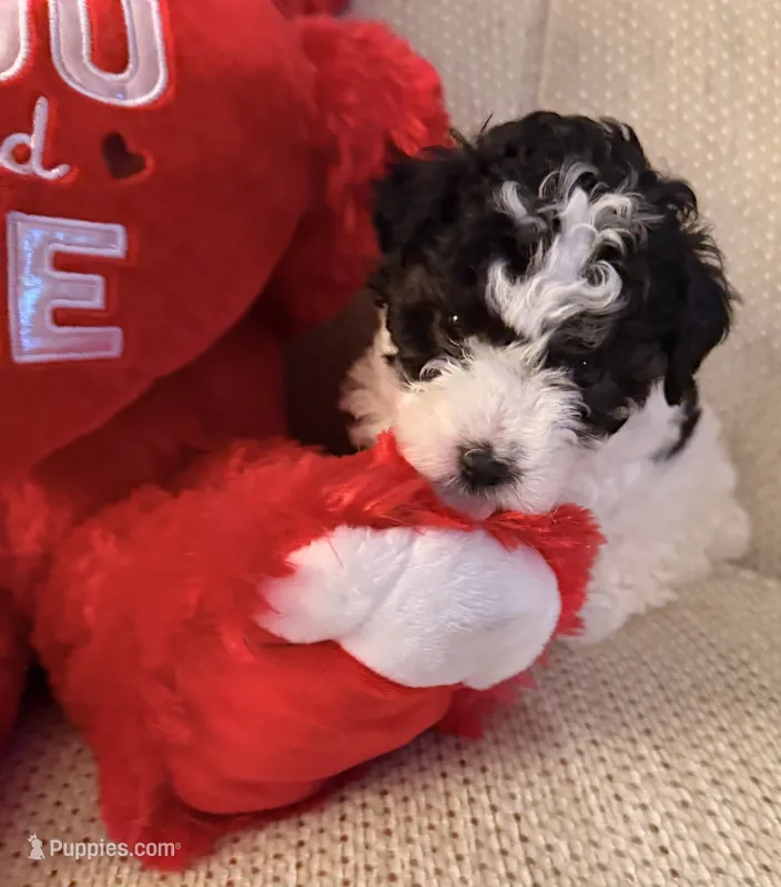 “ CUPCAKE “    Toy Poodle – Poodle - Toy  puppy for sale in Lithia, FL