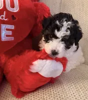 “ CUPCAKE “    Toy Poodle. ( Girl), a female Poodle - Toy  for sale in Lithia, FL – 1 of 6