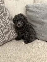 Milo, a male Yorkipoo for sale in Tampa, FL – 2 of 8