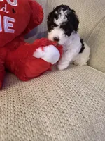 “ CUPCAKE “    Toy Poodle. ( Girl), a female Poodle - Toy  for sale in Lithia, FL – 6 of 6