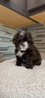 Coco, a female Yorkipoo for sale in Tampa, FL – 2 of 10